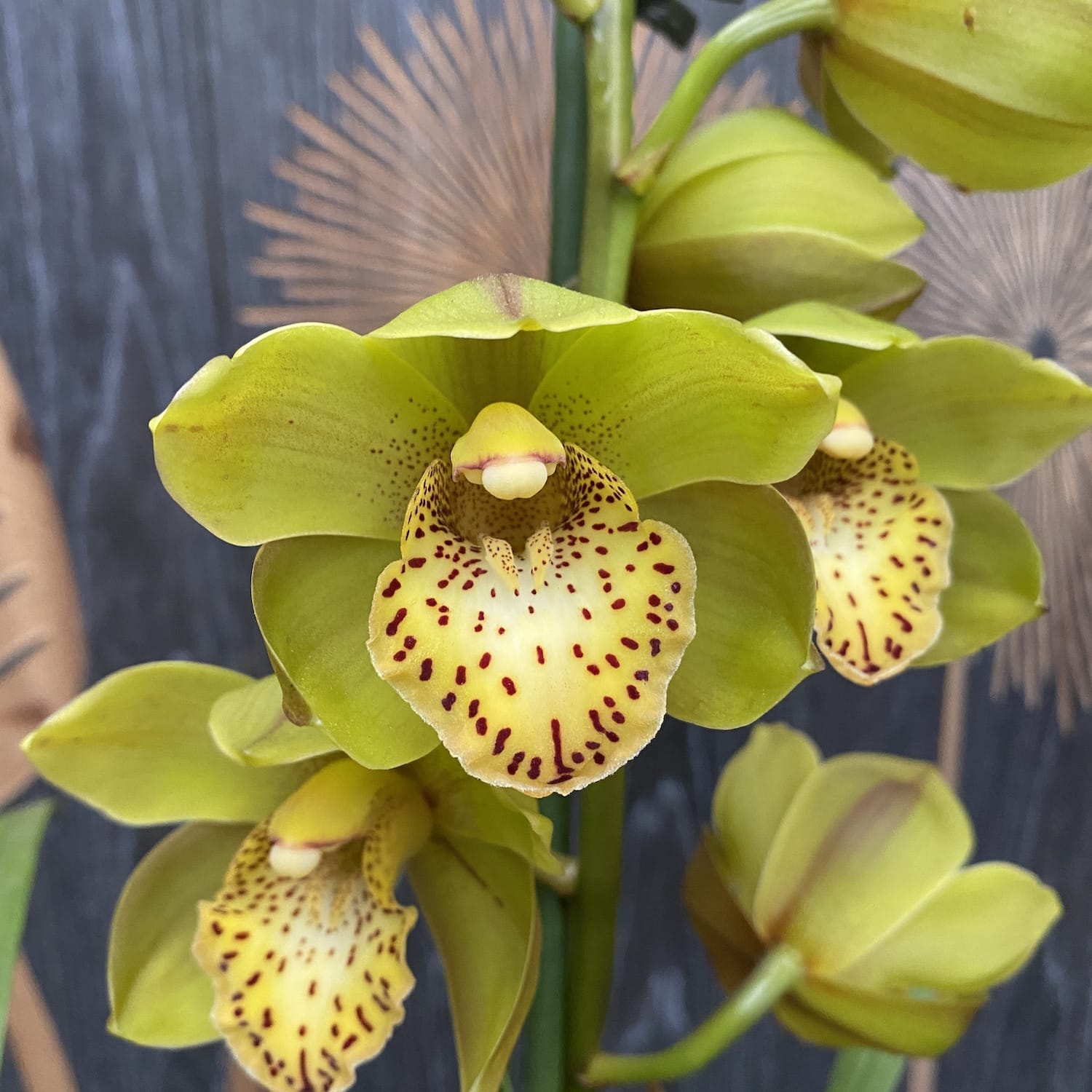 Cymbidium Cora Flor variatie