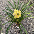 Cymbidium Everglades Gold pachnący