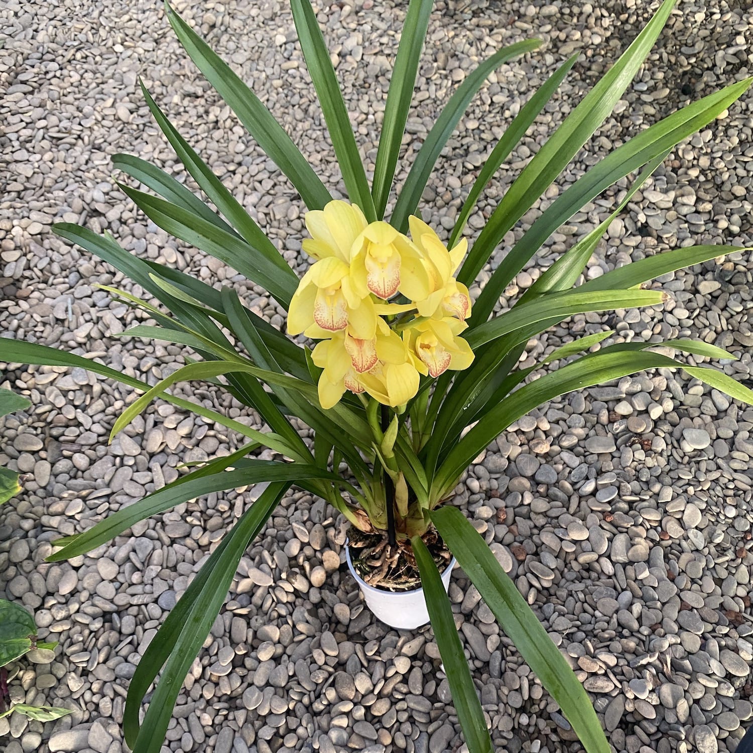 Cymbidium Everglades Gold pachnący