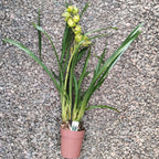 Cymbidium Fiona