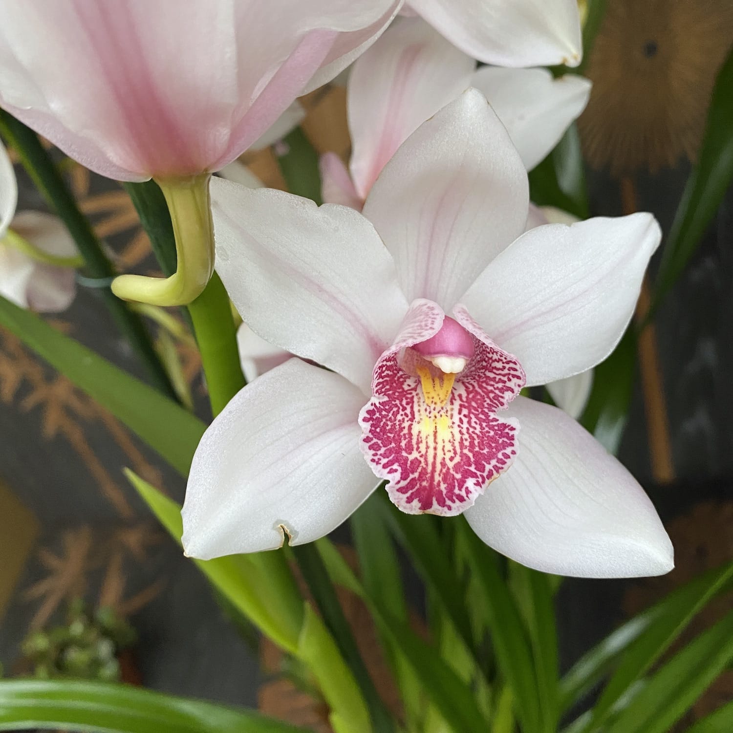 Cymbidium Florisnow