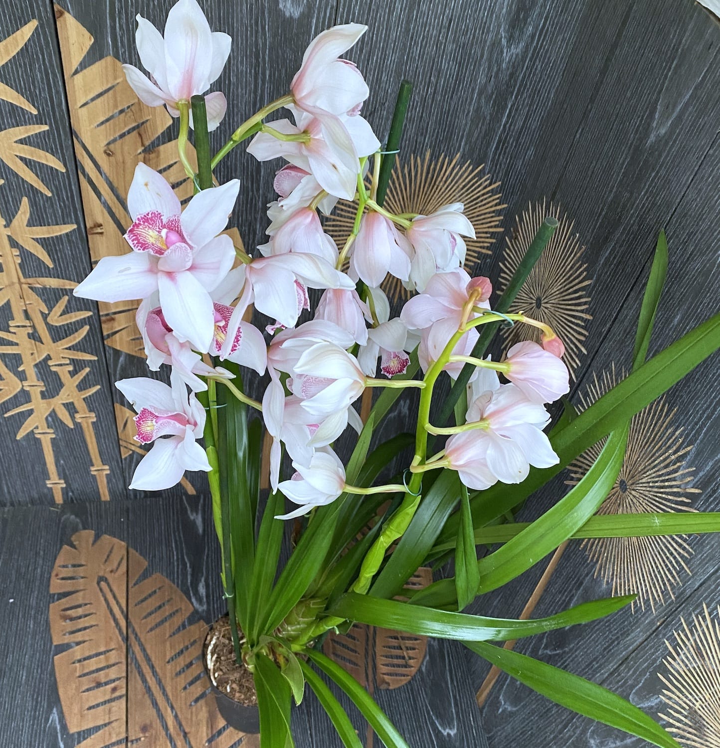 Cymbidium Florisnow