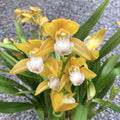 Cymbidium Gold Rush - fleurs parfumées