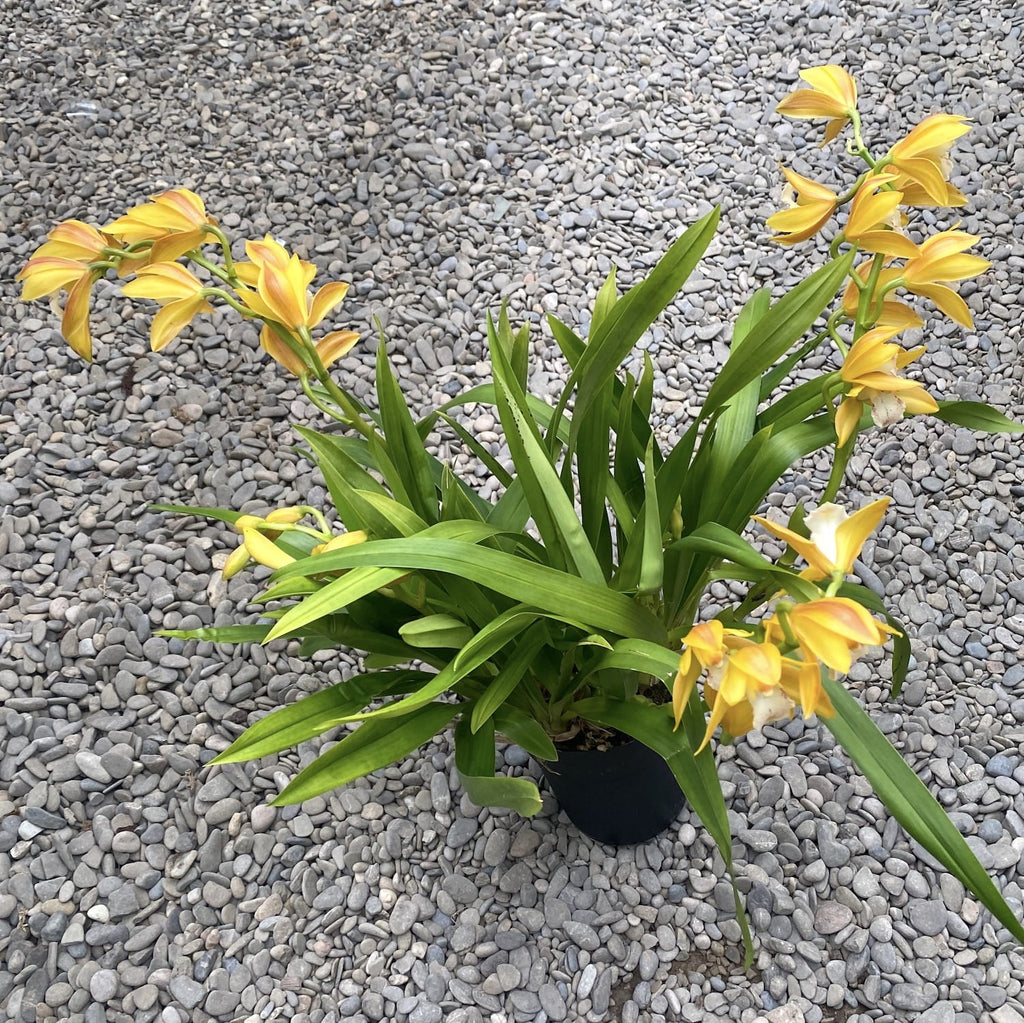 Cymbidium Gold Rush - dišeče rože