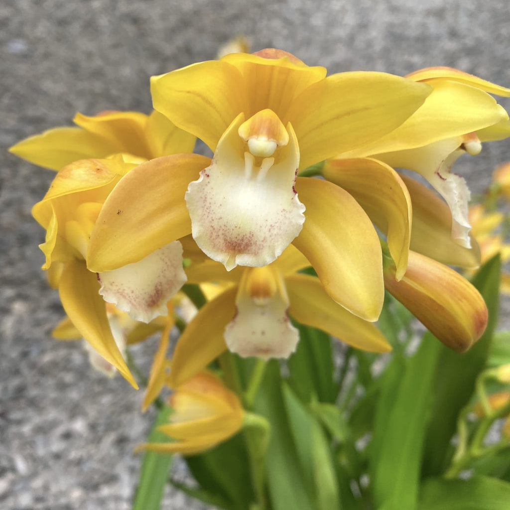 Cymbidium Gold Rush - dišeče rože