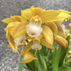 Cymbidium Gold Rush - fleurs parfumées