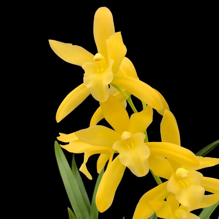 Cymbidium Golden Elf (frunze variegate)