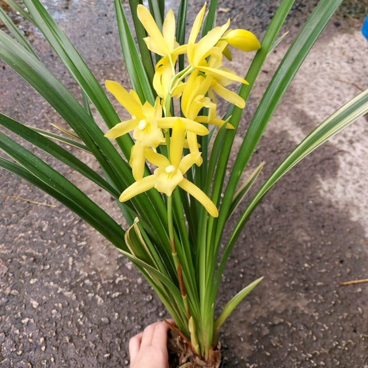 Cymbidium Golden Elf (frunze variegate)