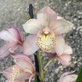 Cymbidium Hyzently