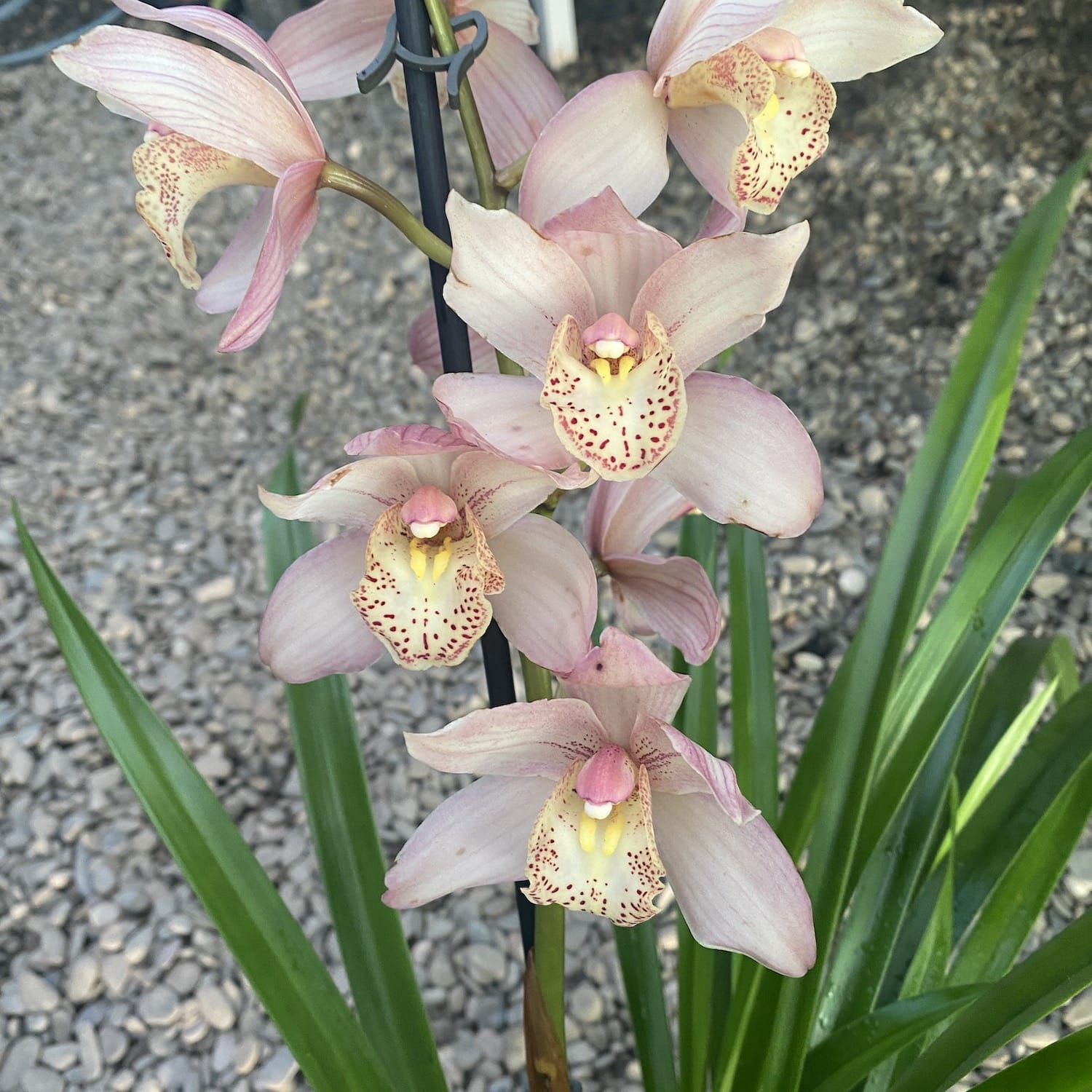 Cymbidium Hyzently
