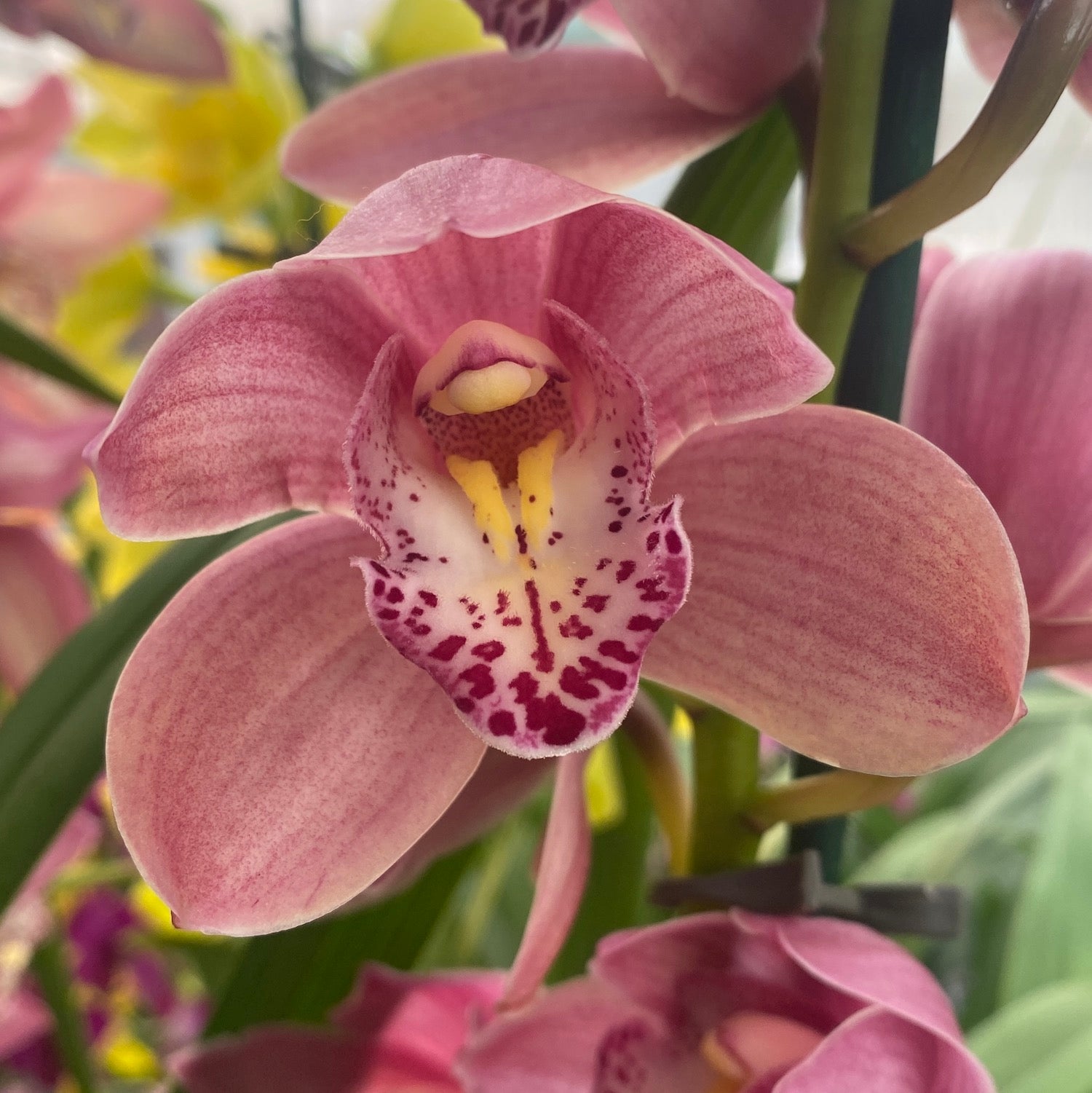 Cymbidium Masterpink