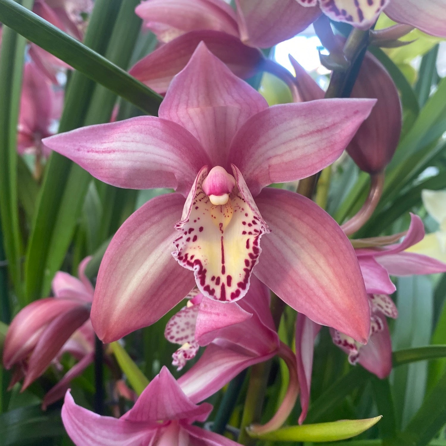 Cymbidium Masterpink