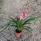 Cymbidium Masterpink