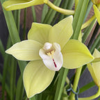 Cymbidium Paddy