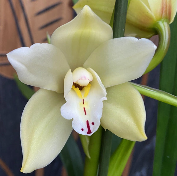 Cymbidium Sue Paddy