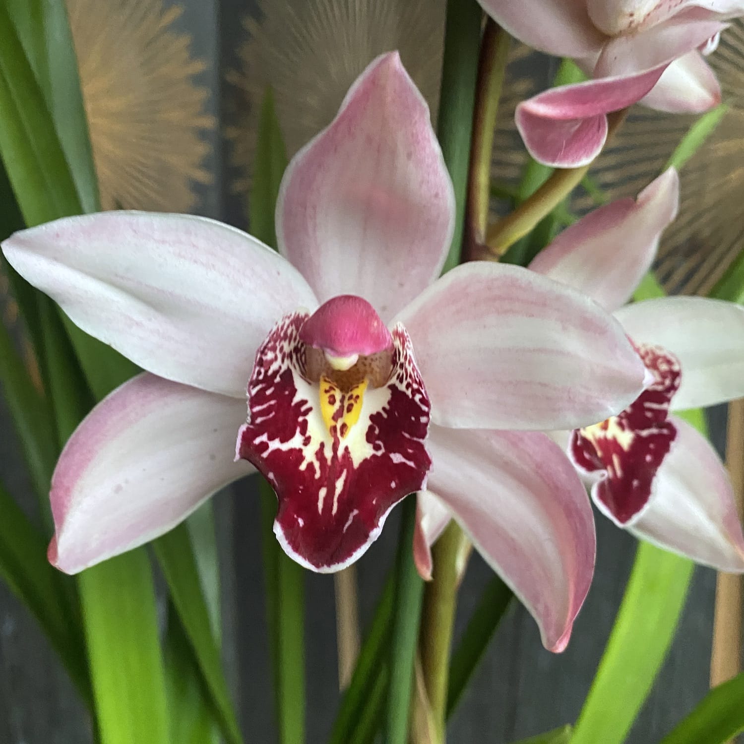 Cymbidium Pink Dwarf