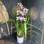 Cymbidium ružový trpaslík