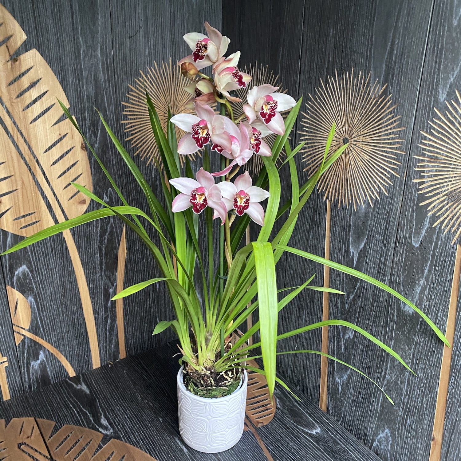 Cymbidium Pink Dwarf