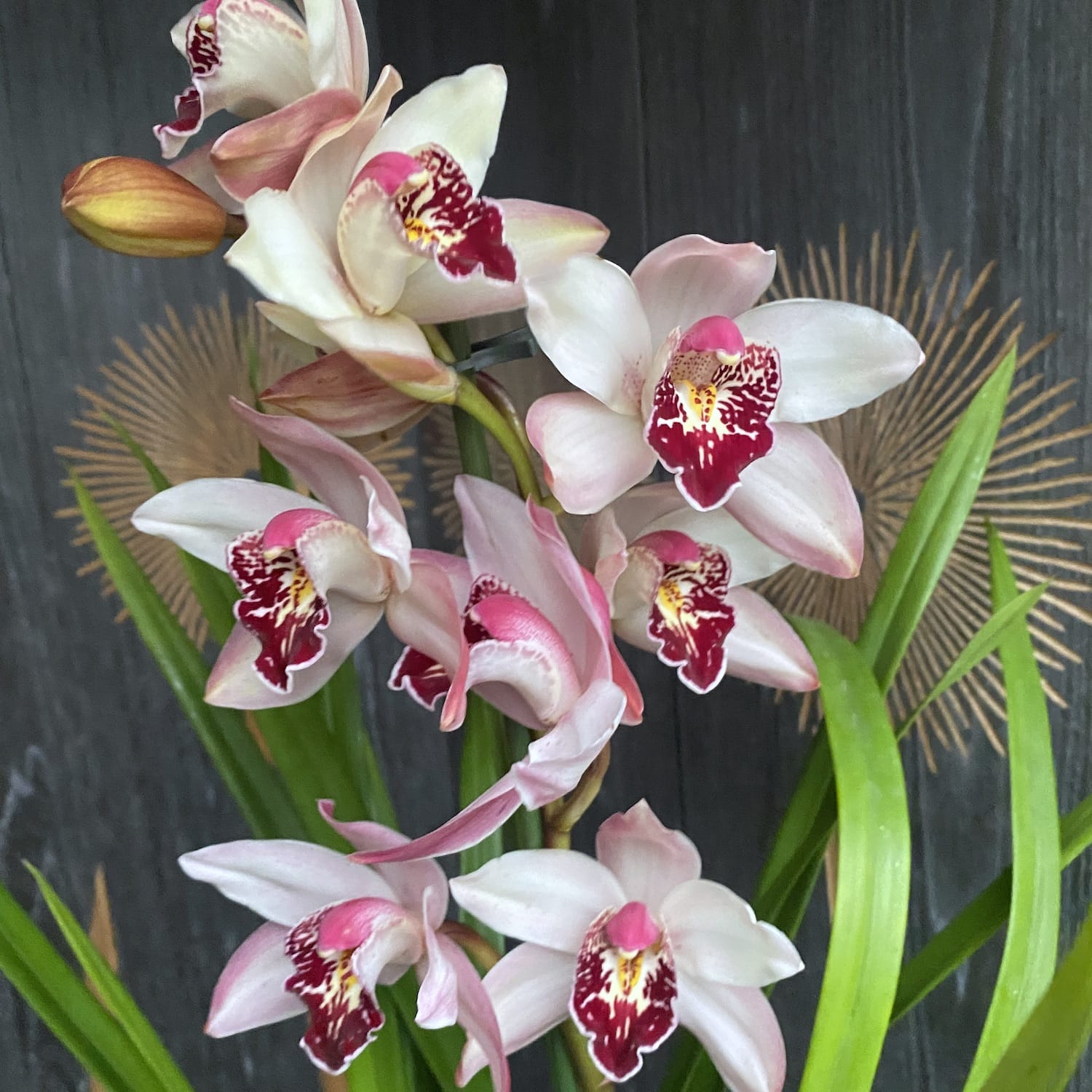 Cymbidium Pink Dwarf