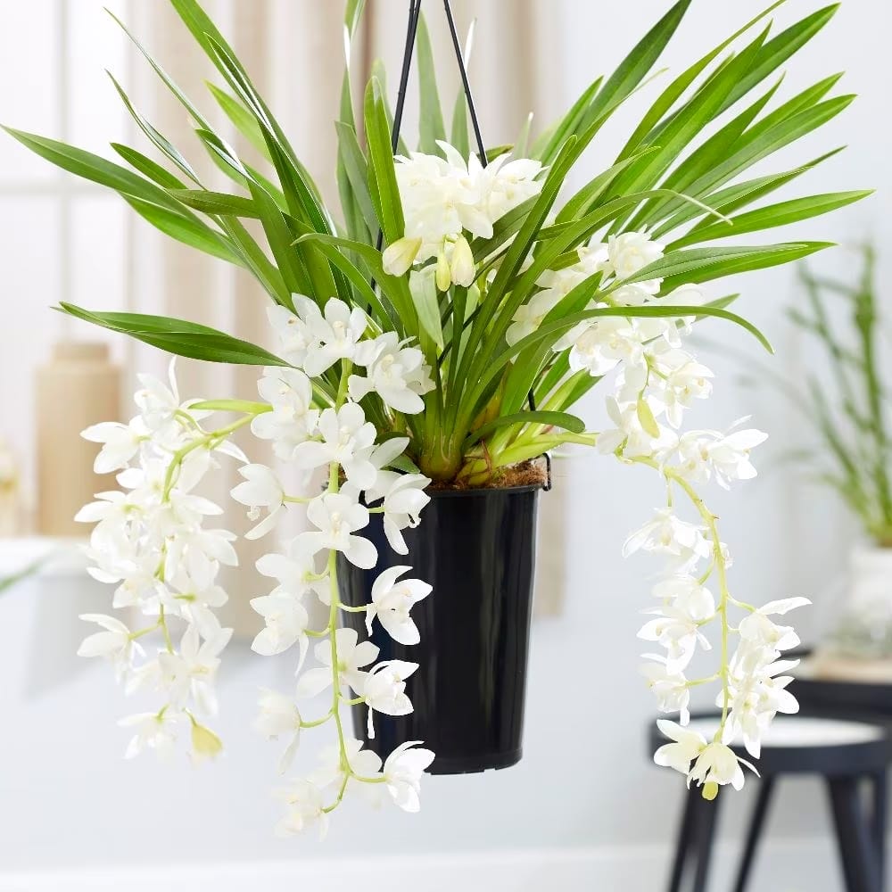 Cymbidium Sarah Jean gx 'Ice Cascade'