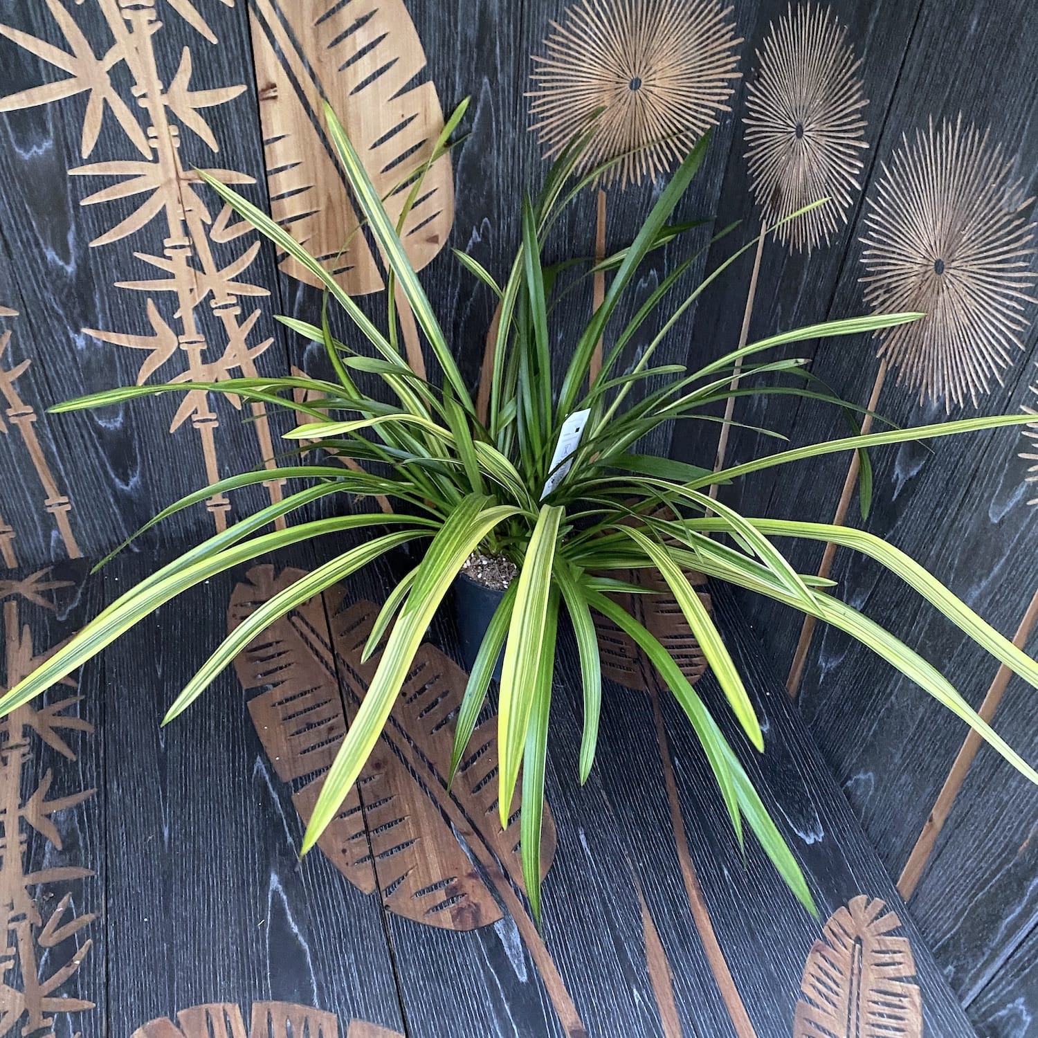 Cymbidium Sarah Jean gx 'Ice Cascade' - frunze variegate