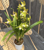Cymbidium Tiger Tail 'Fairy Dance' - fragrant