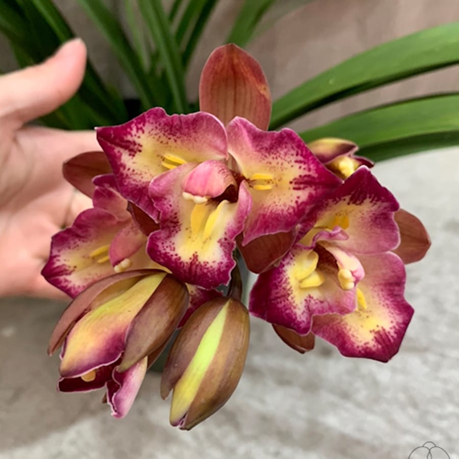 Cymbidium 'No.17' (peloric)