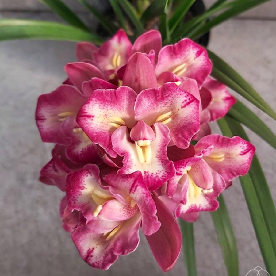 Cymbidium 'No.17' (peloric)