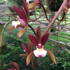Cymbidium Atropurpureum (parfum de noix de coco)