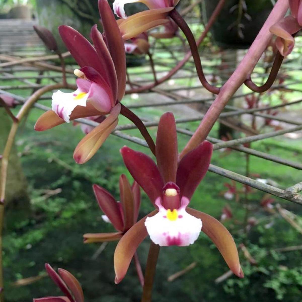 Cymbidium Atropurpureum (Kokosduft)