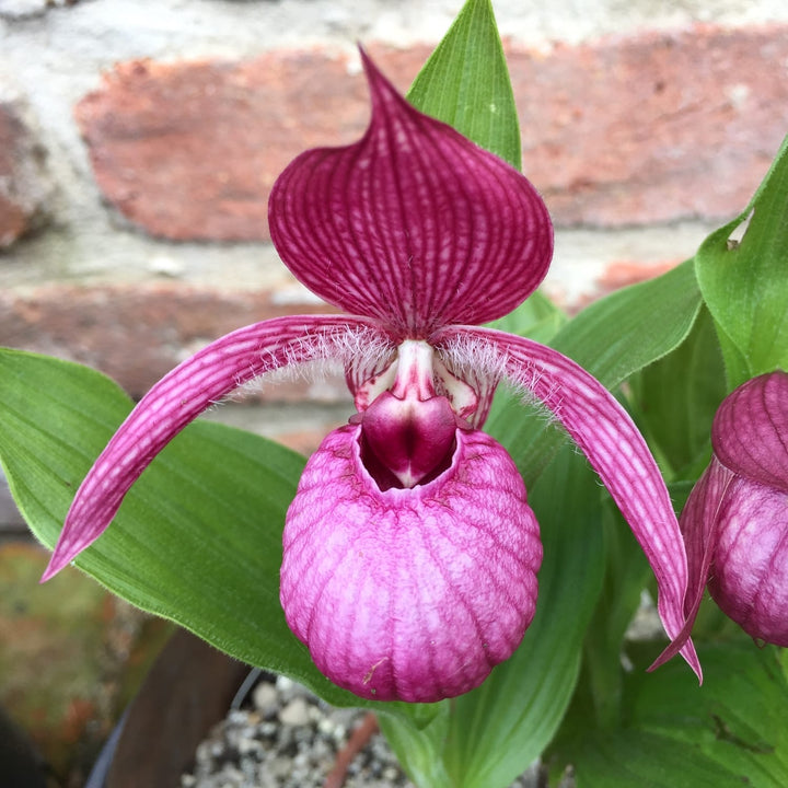 Cypripedium macranthos var. atropurpureum