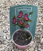 Cypripedium Pink - Cypripedium macranthos var. atropurpureum (orhidee de gradina) - Venus Shoe (papucul lui Venus)