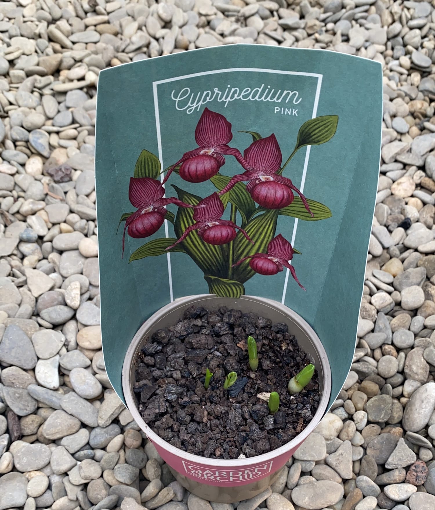 Cypripedium Pink - Cypripedium macranthos var. atropurpureum (orhidee de gradina) - Venus Shoe (papucul lui Venus)