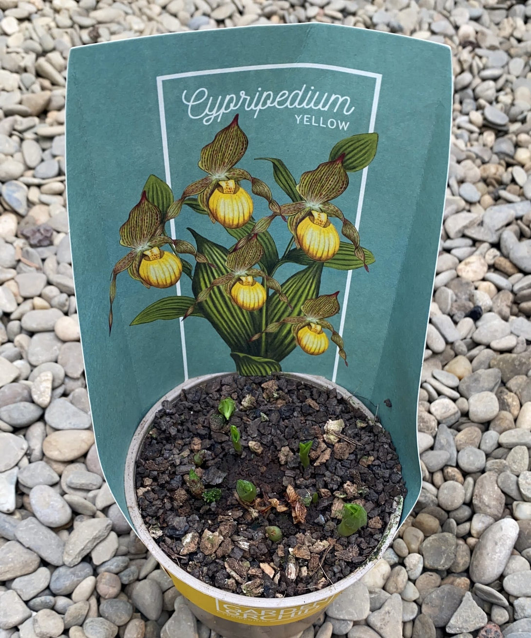 Cypripedium yellow - Cypripedium parviflorum var. pubescens (orhidee de gradina)