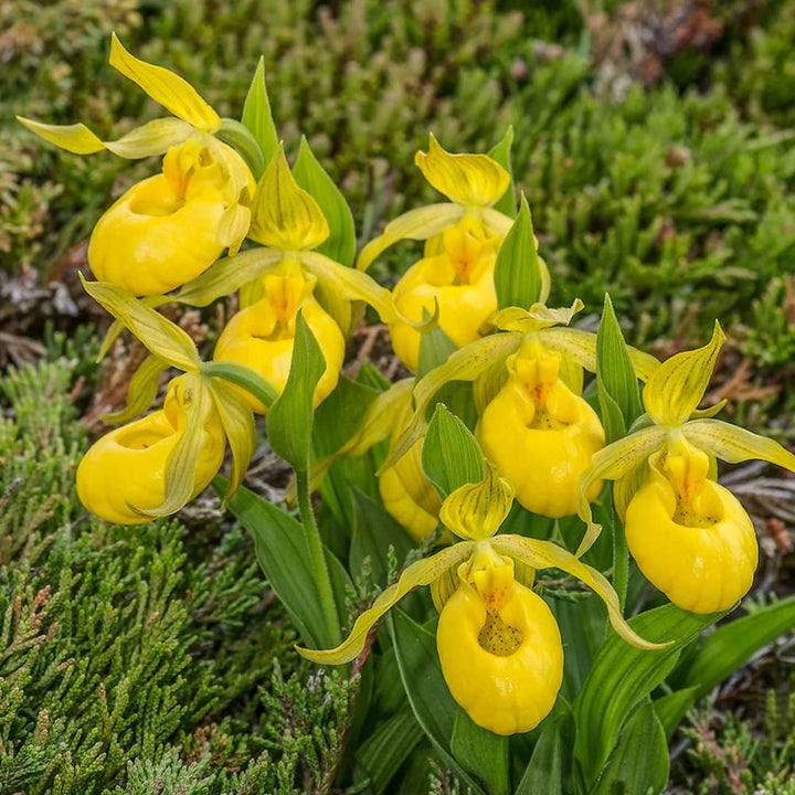 Cypripedium yellow - Cypripedium parviflorum var. pubescens (orhidee de gradina)