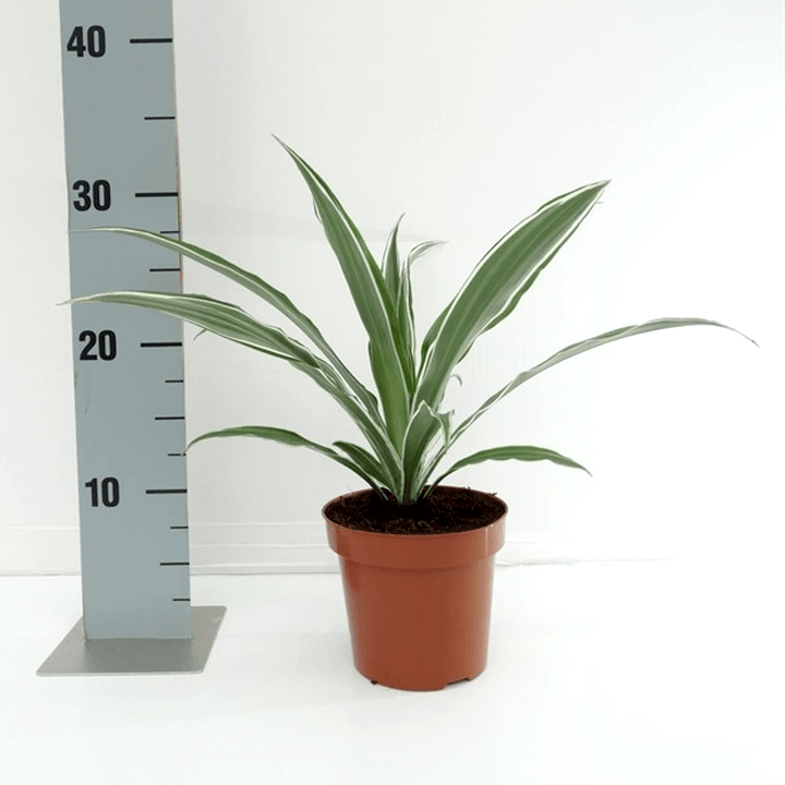 Dracaena fragrans 'Warneckei'