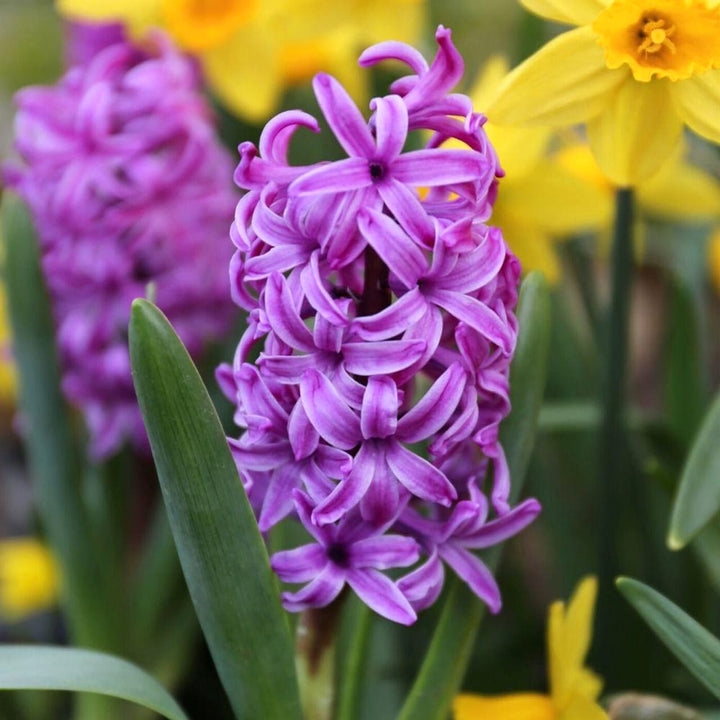 Zambile mov - Hyacinthus orientalis 'Purple Sensation'