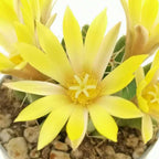 Dolichothele longimamma f. mostruosa