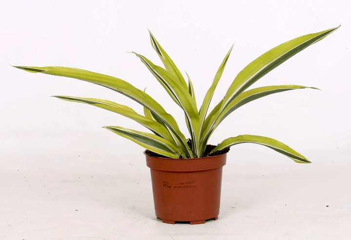 Dracaena fragrans 'Lemon Lime'