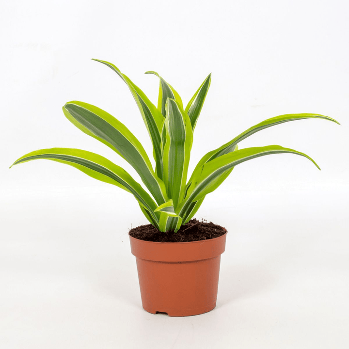 Dracaena fragrans 'Lemon Lime'