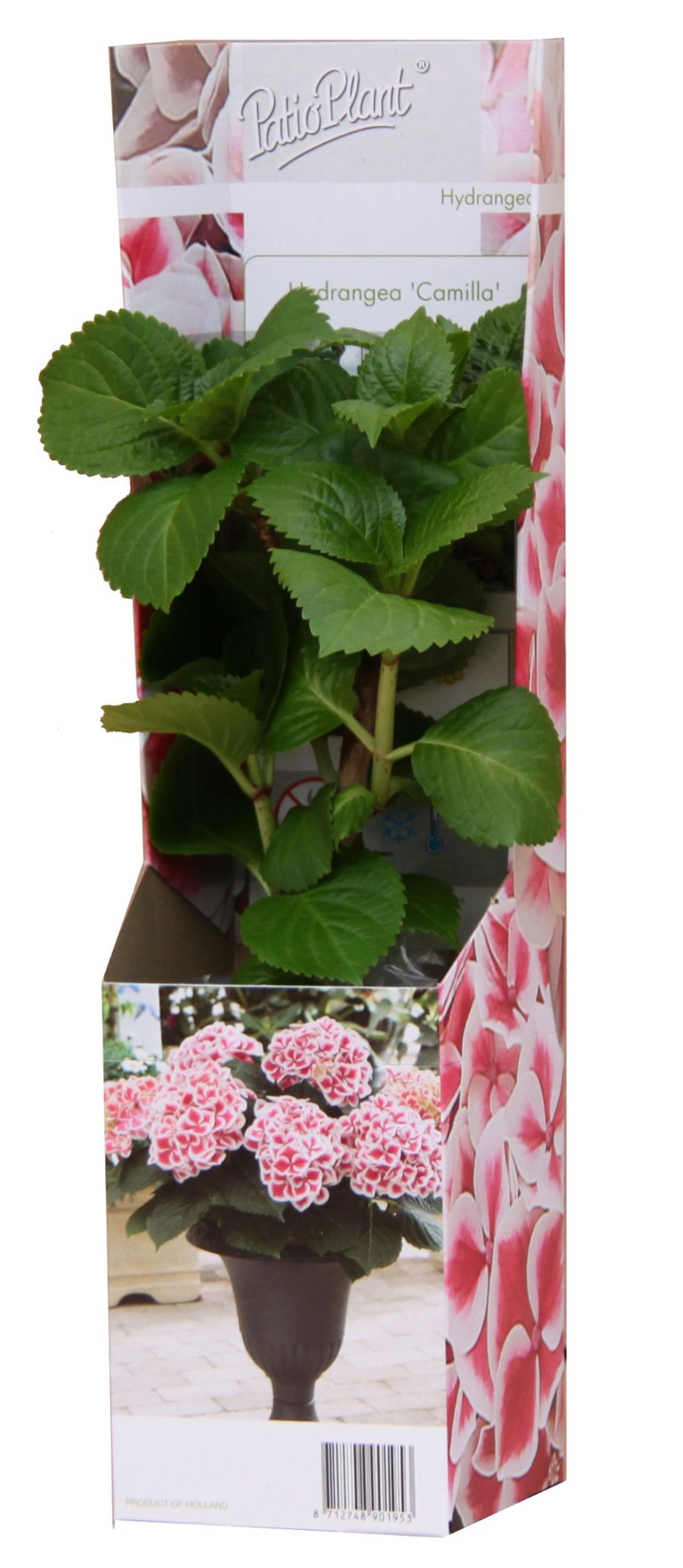 Hydrangea macrophylla 'Camilla'