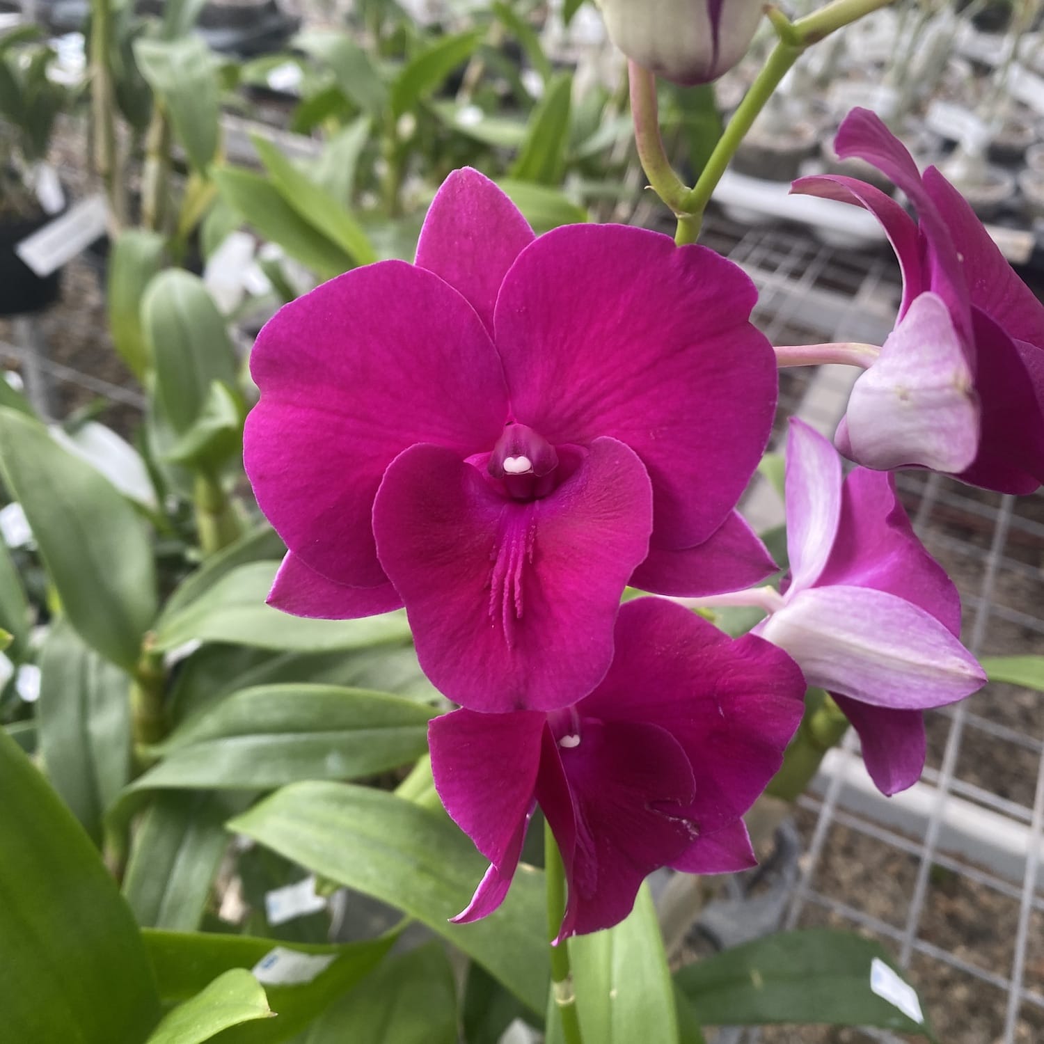 Dendrobium Arcadia Mélodie (Dendrobium Phalaenopsis)