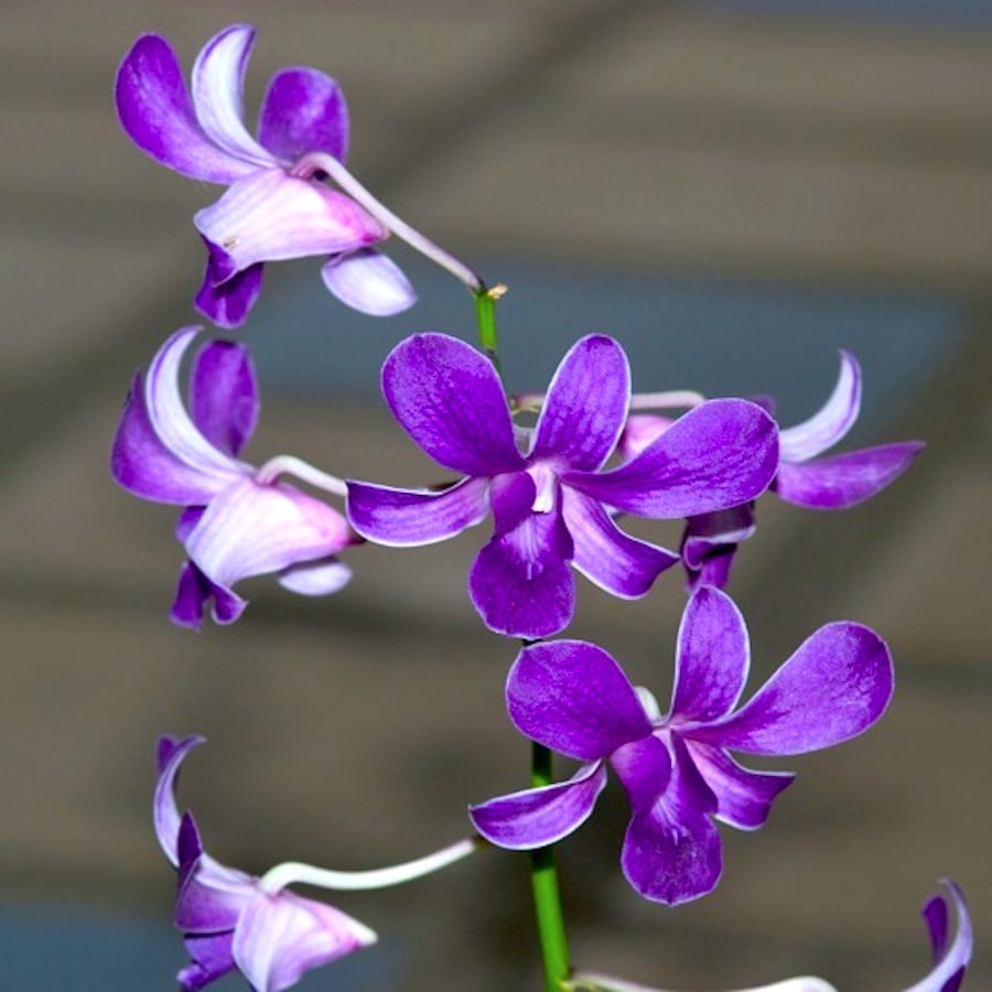 Dendrobium Blue Violetta