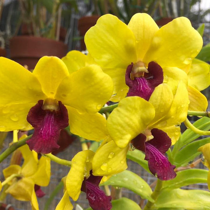 Dendrobium Burana Gold