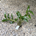 Dendrobium Frosty Dawn 'Eye' (peloric) *parfumat