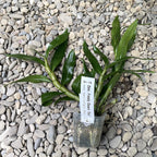 Dendrobium Frosty Dawn 'Eye' (peloric) *parfumat