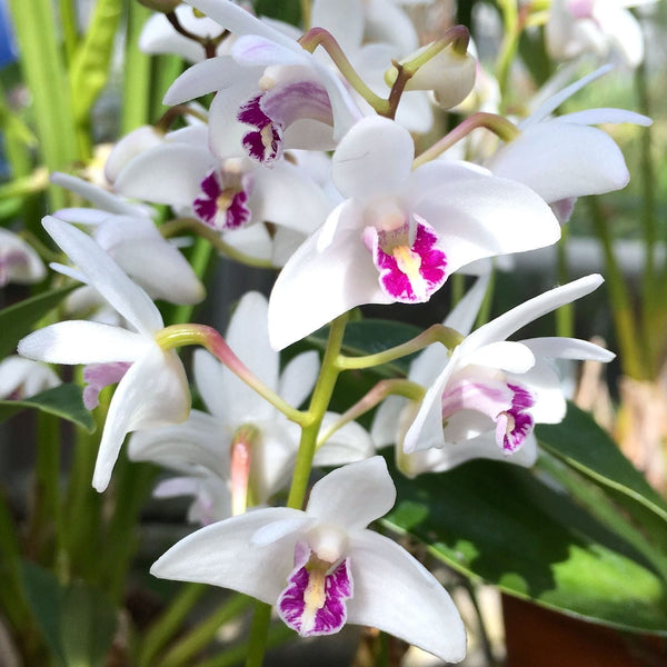 Dendrobium kingianum var. semi-white (King Dendrobium) intensely fragrant flowers