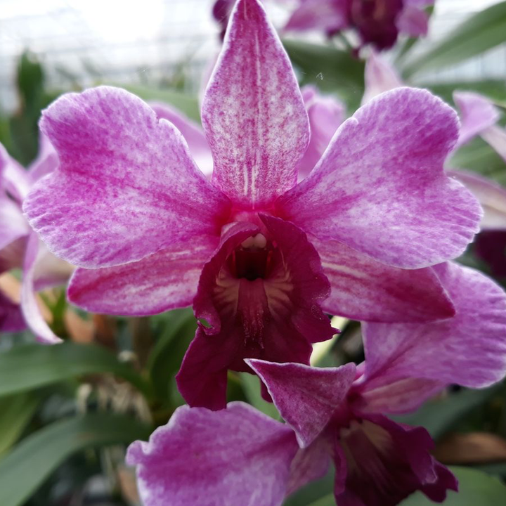 Dendrobium Emma Proud King (Dendrobium Proud Appeal)