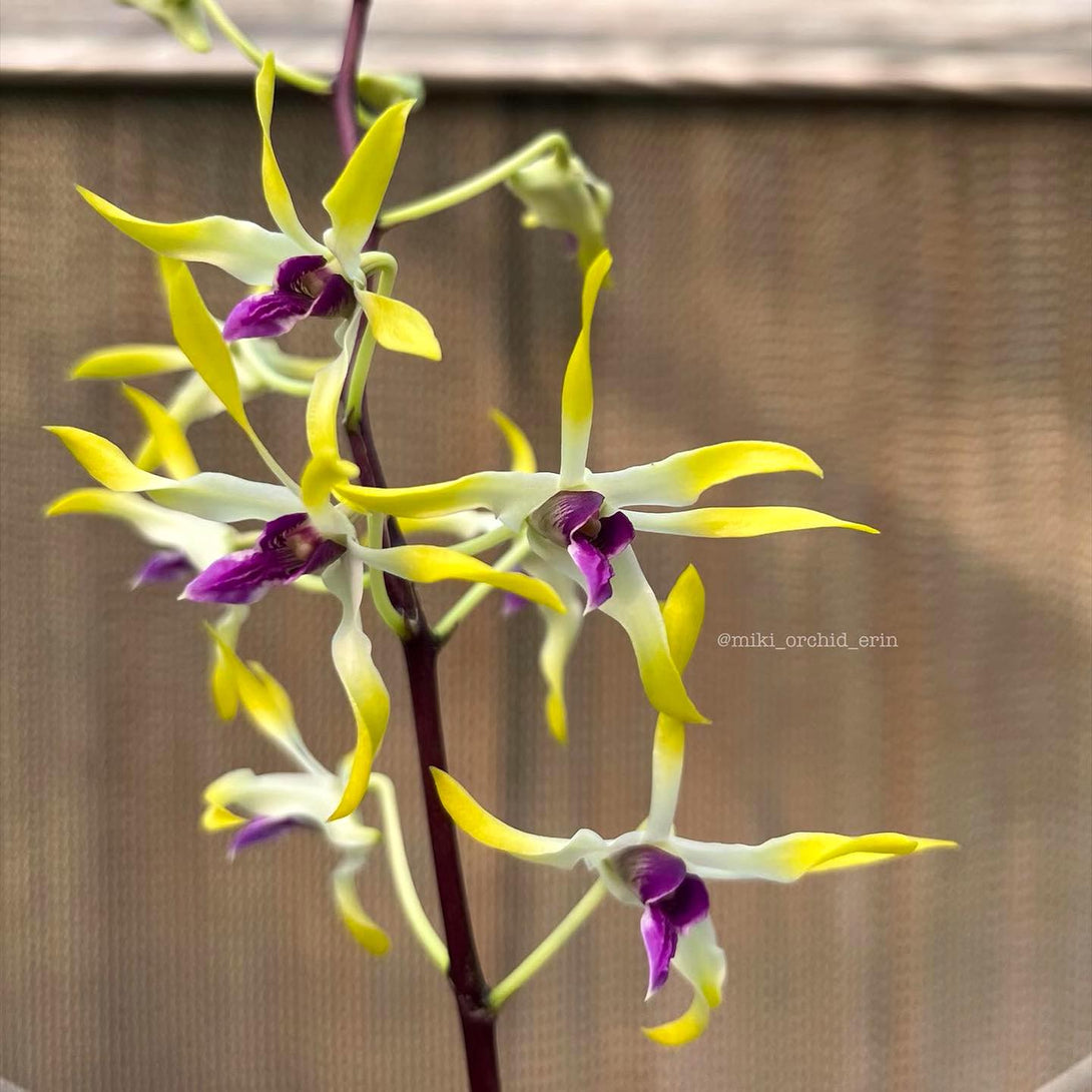 Dendrobius Orchid Dendrobium Muyi Pearl – Floraria Secret Garden (SG)