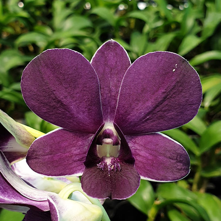 Dendrobium Thai Airwage Blue